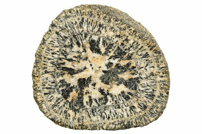 Polished Orbicular Granite Section - Western Australia #317977